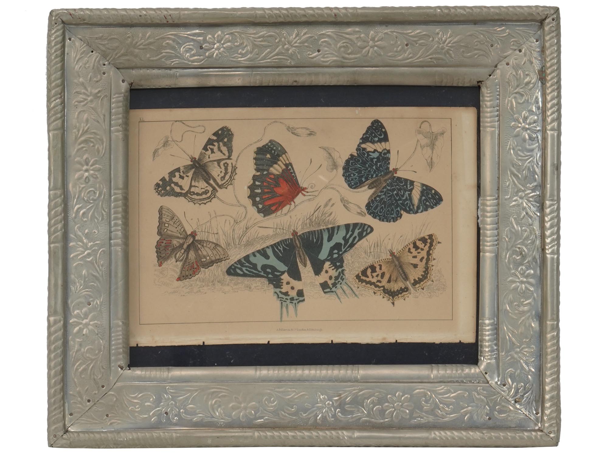 FRAMED BUTTERFLY PRINTS BY P. TURPIN, M.S. MERIAN PIC-2